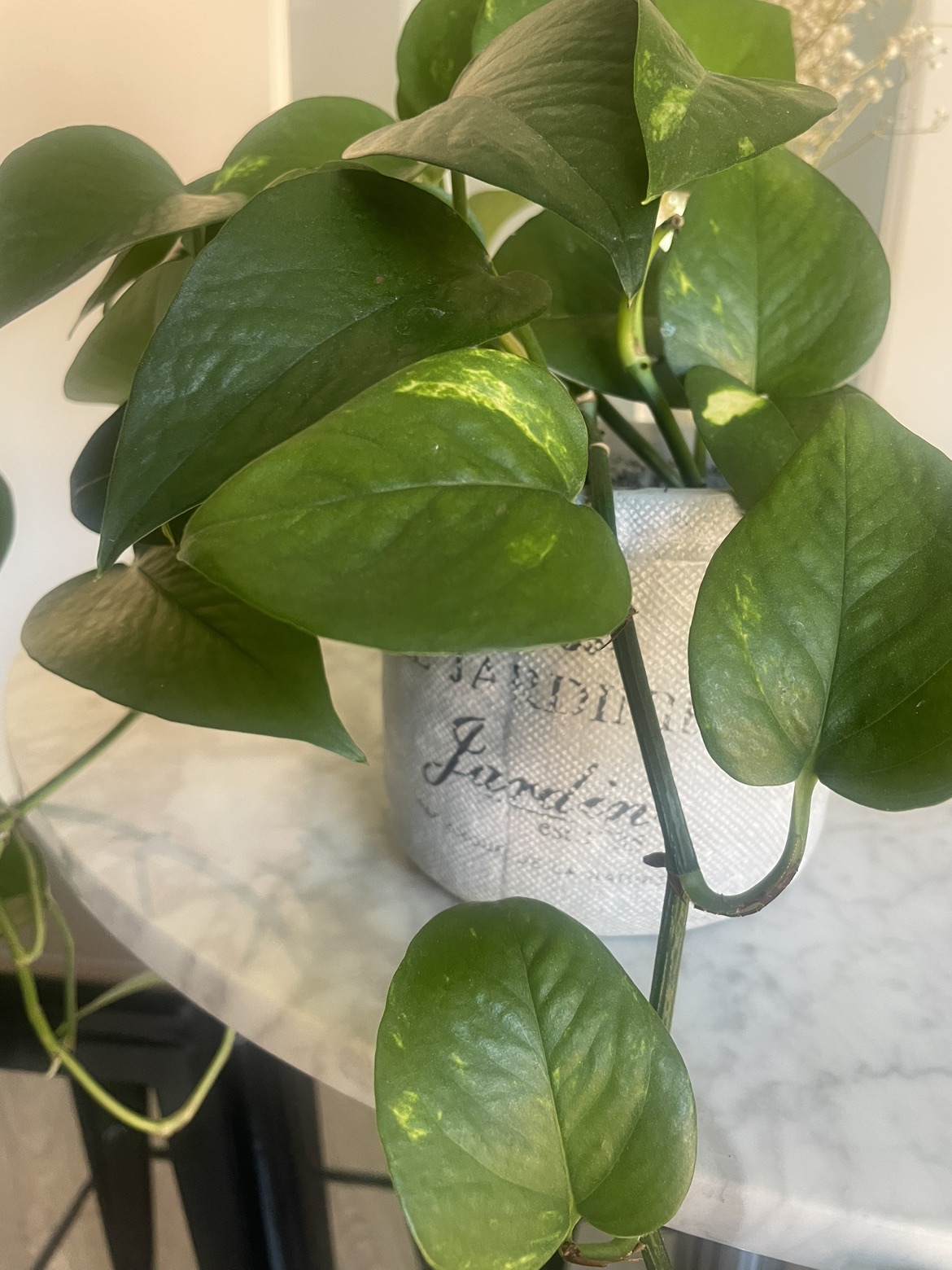 Growing pothos plant in pot 🌱🪴 image indicator(2)