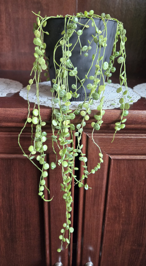Strings of turtles plant thumbnail