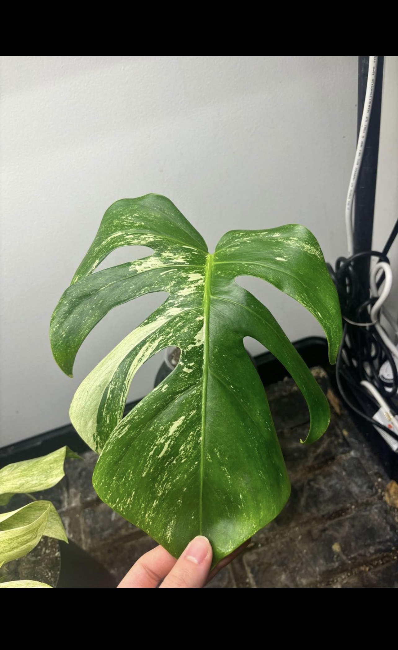 LAST ONE!! Monstera Thai Constellation