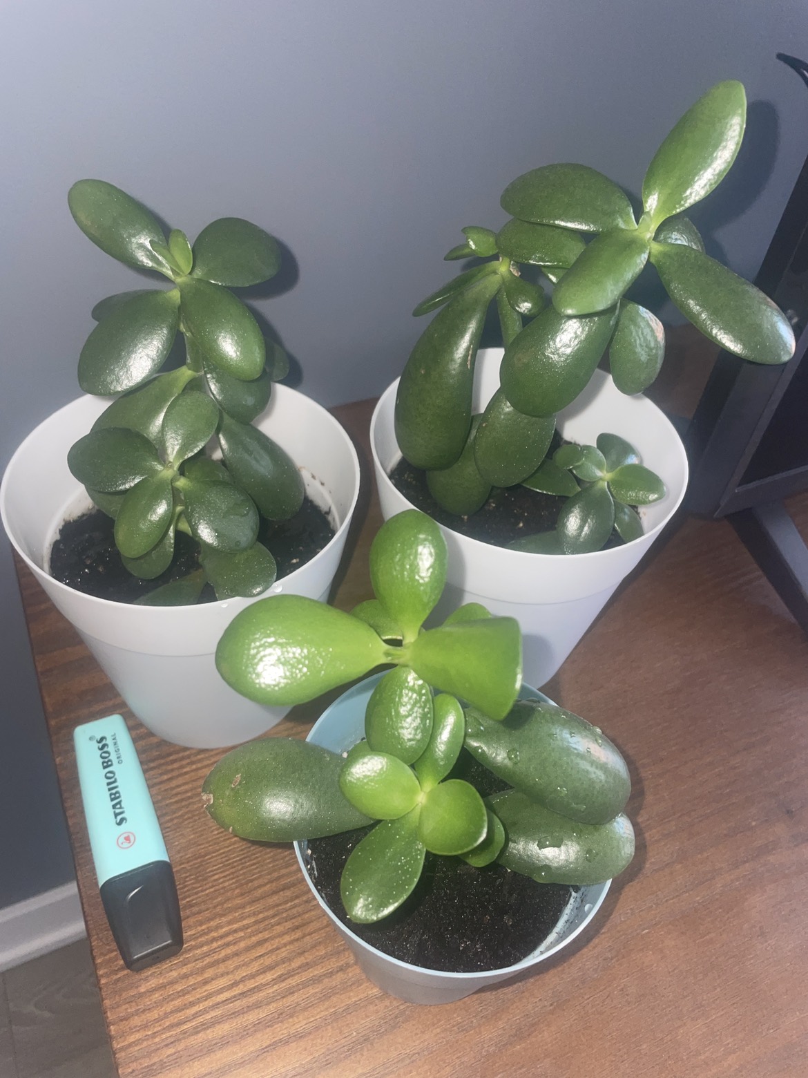 🪴 Jade plants bundle image indicator(4)