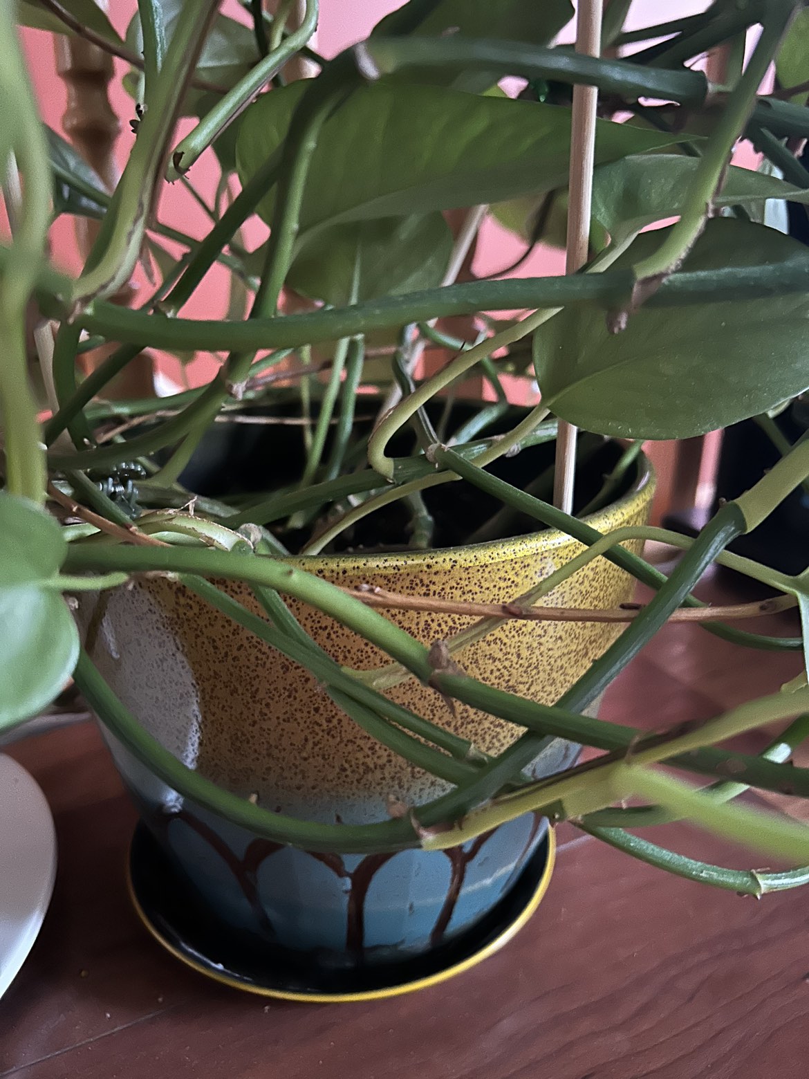 Healthy and large golden pothos with nice pot - photo 2
