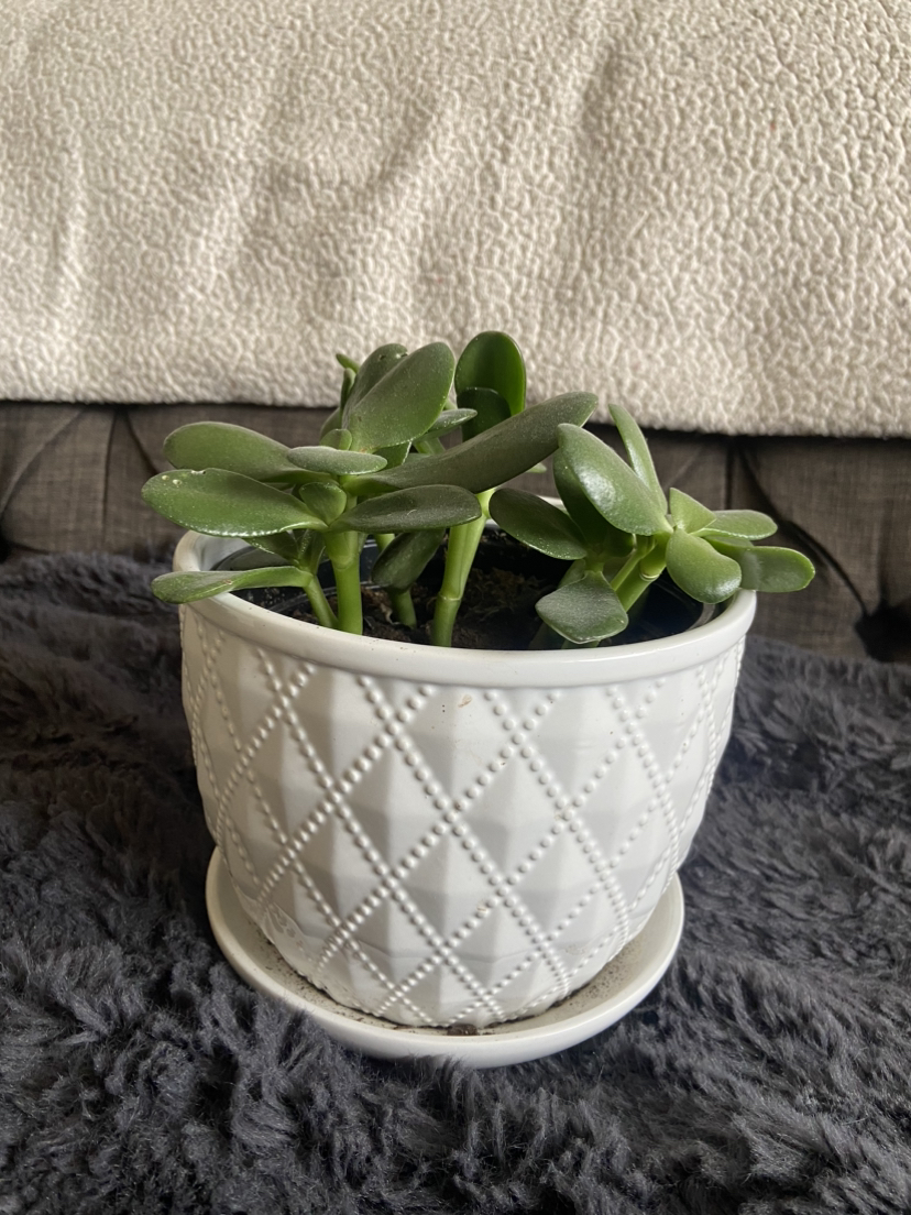 Jade Plant thumbnail