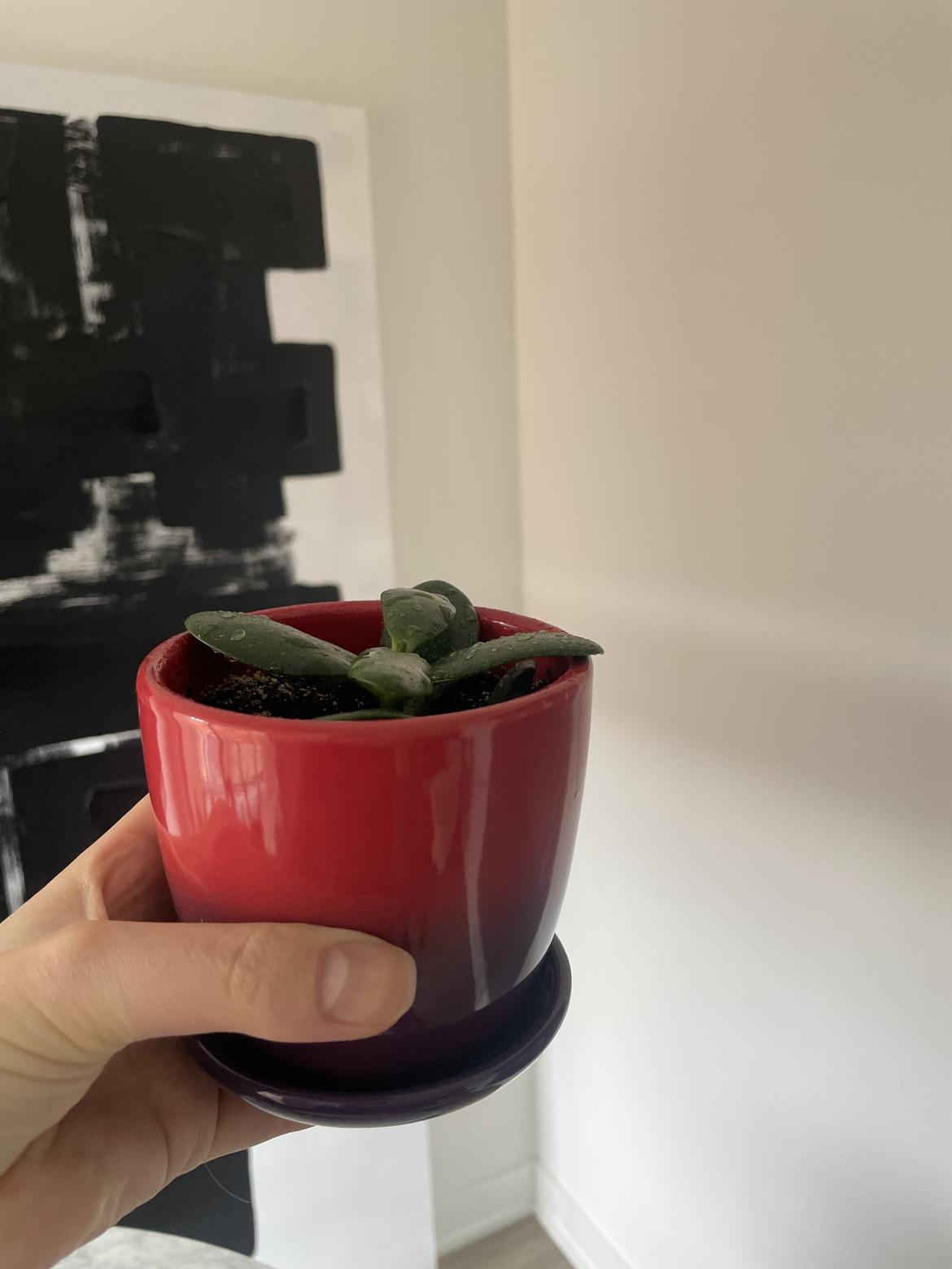 Cute growing Jade plant 🪴🌱 thumbnail