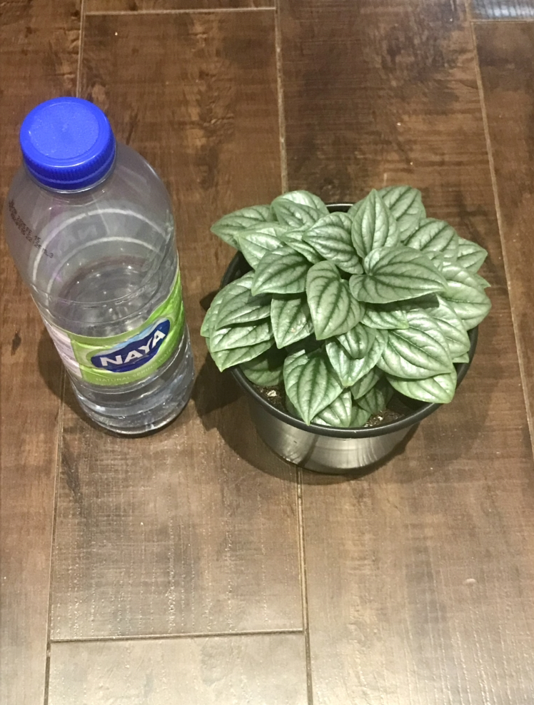 Peperomia Frost Plant image indicator(3)