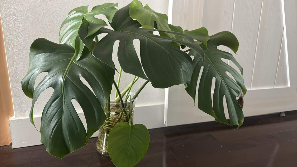 Monstera cuttings