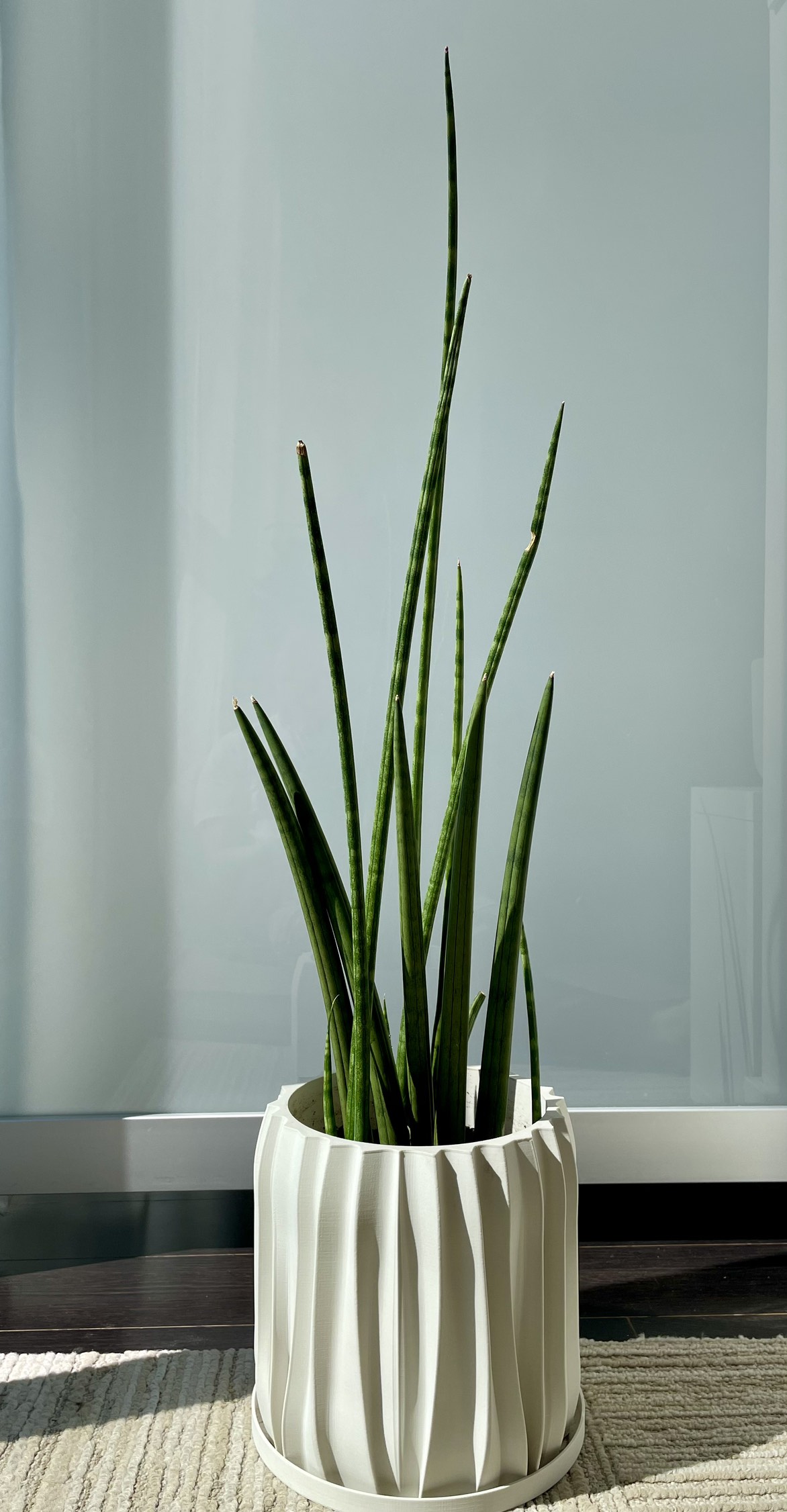 African snake plant (sansevieria cylindrical)