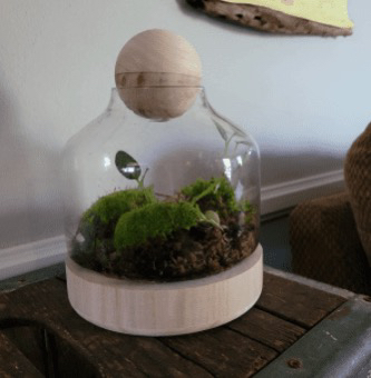 Large Terrarium - photo 3