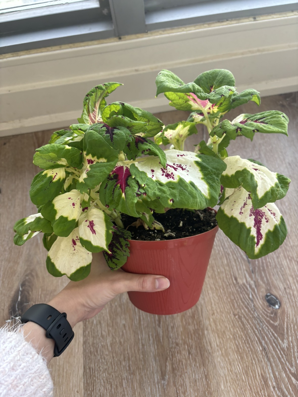 Green and pink coleus plant thumbnail