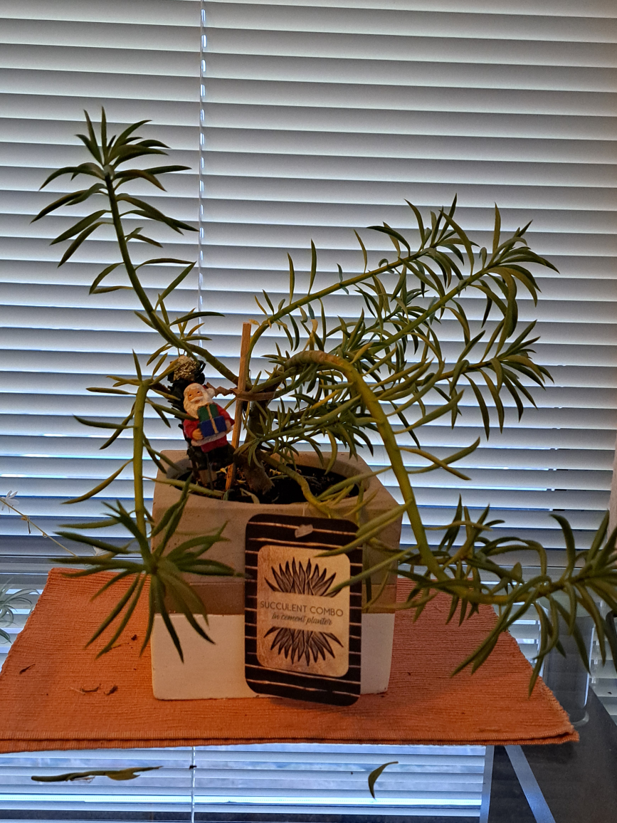succulent 🥕 thumbnail