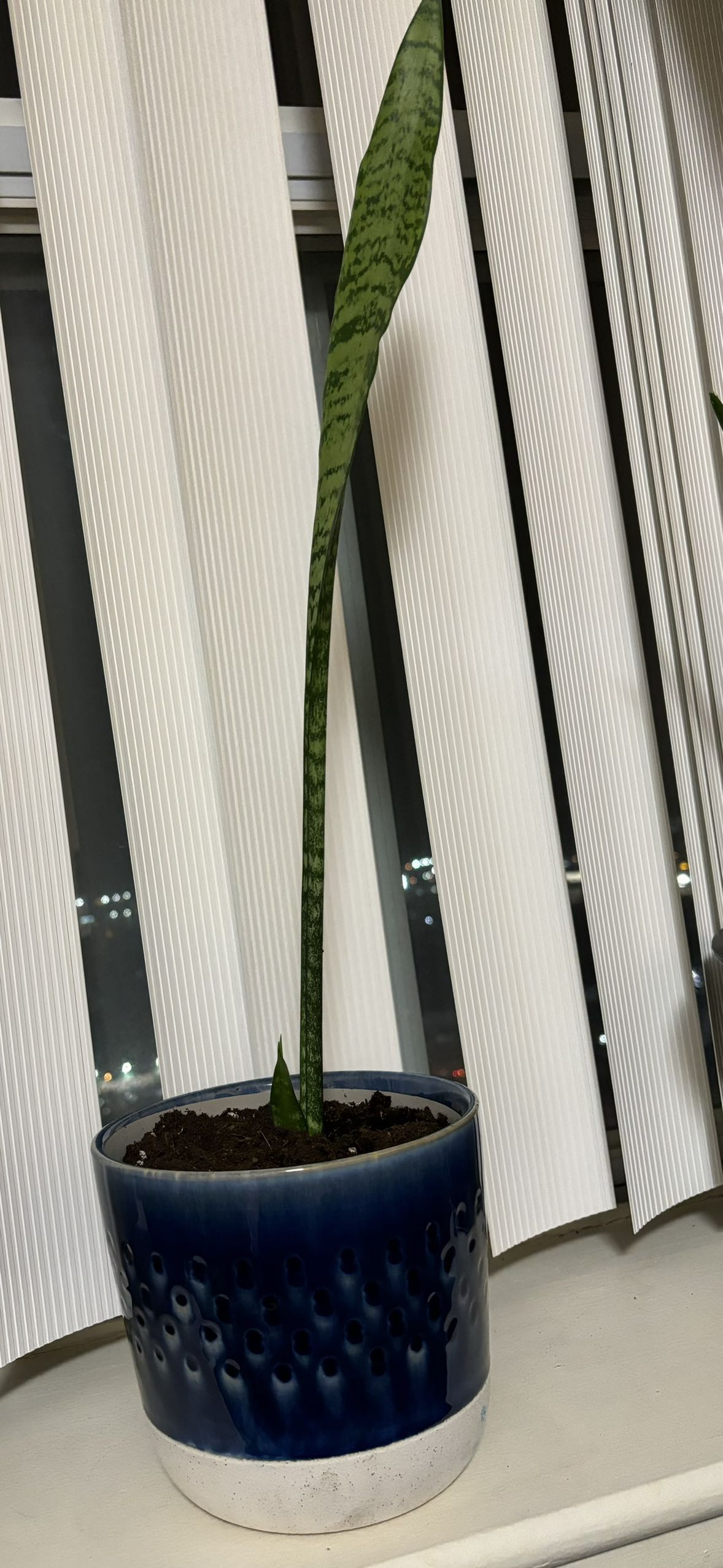Snake plant