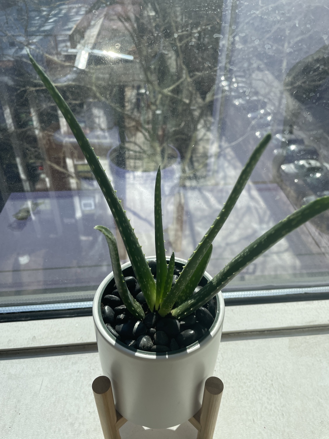 Cute aloe plant with white planter 🥕 - photo 2