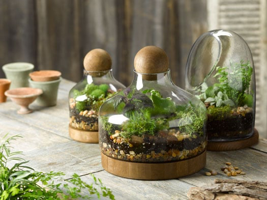 Large Terrarium - photo 2