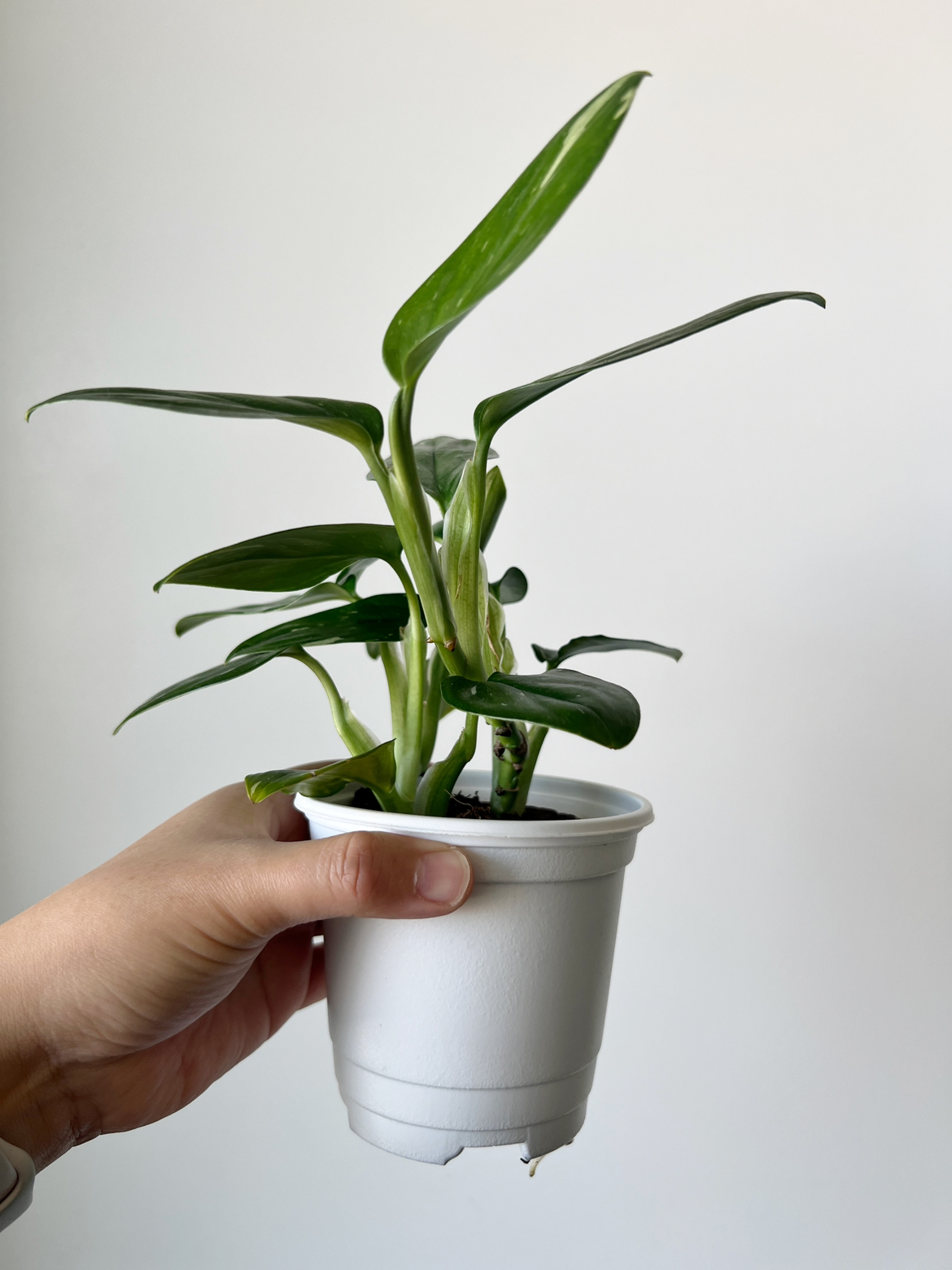 Houseplant 🪴 Monstera Standleyana image indicator(6)