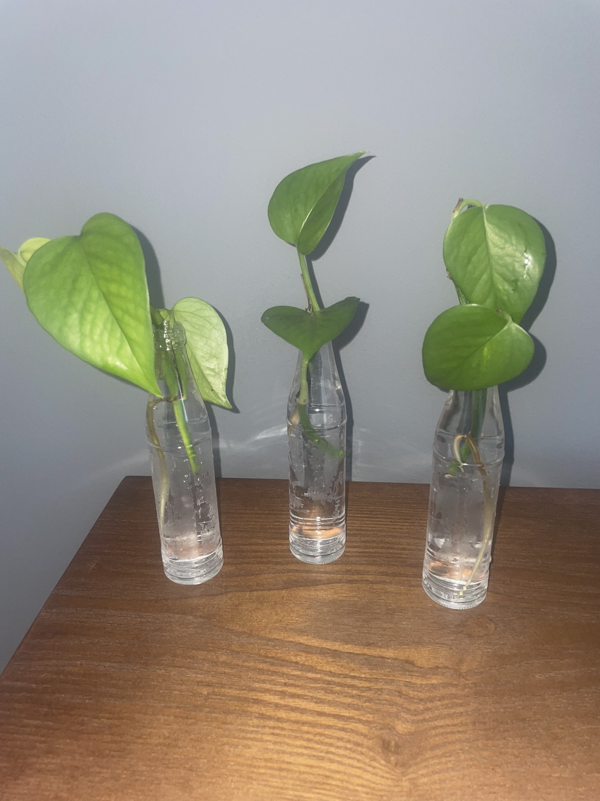 Pothos plant in pot + babies ready to plant image indicator(4)