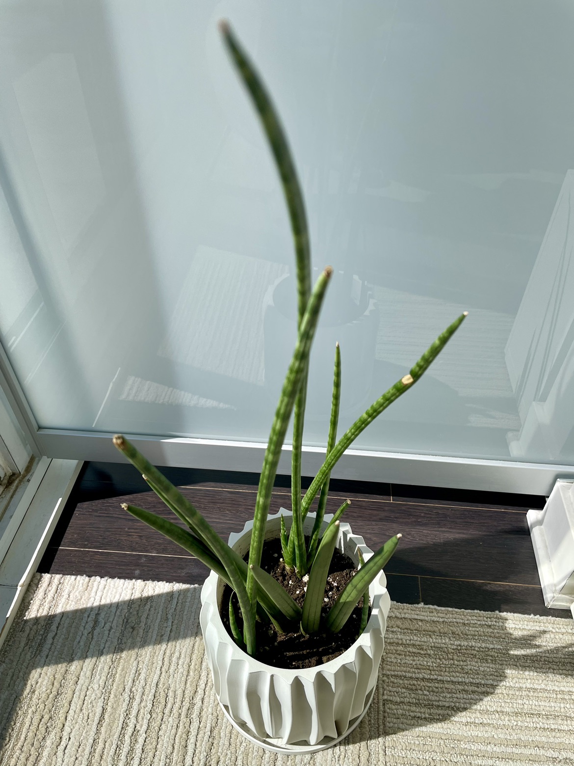 African snake plant (sansevieria cylindrical) - photo 3