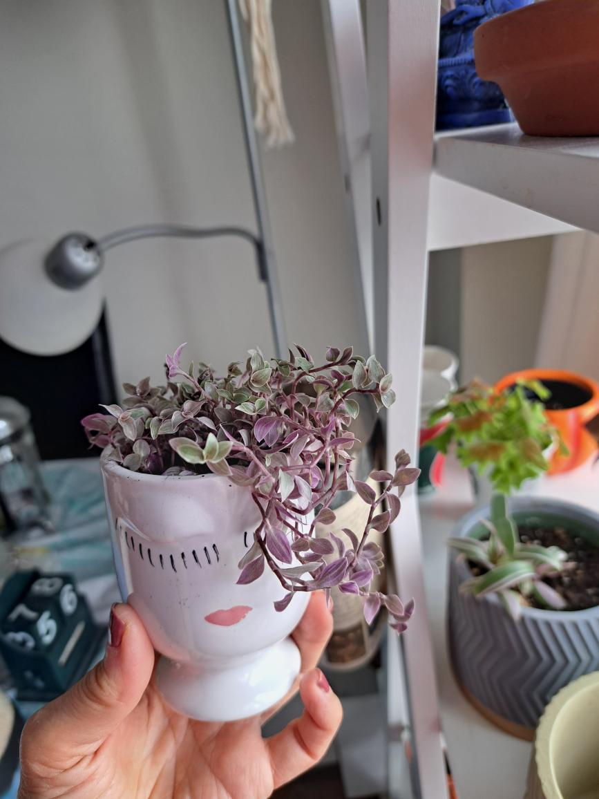 pink lady plant(callisia repens) image indicator(2)