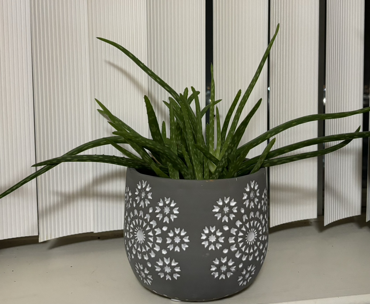 Aloe Vera plant