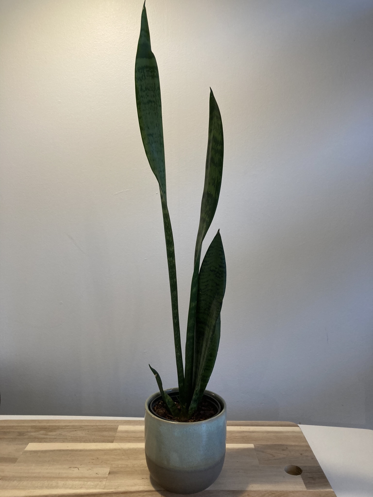 Sansevieria (Snake plant) in small ceramic pot