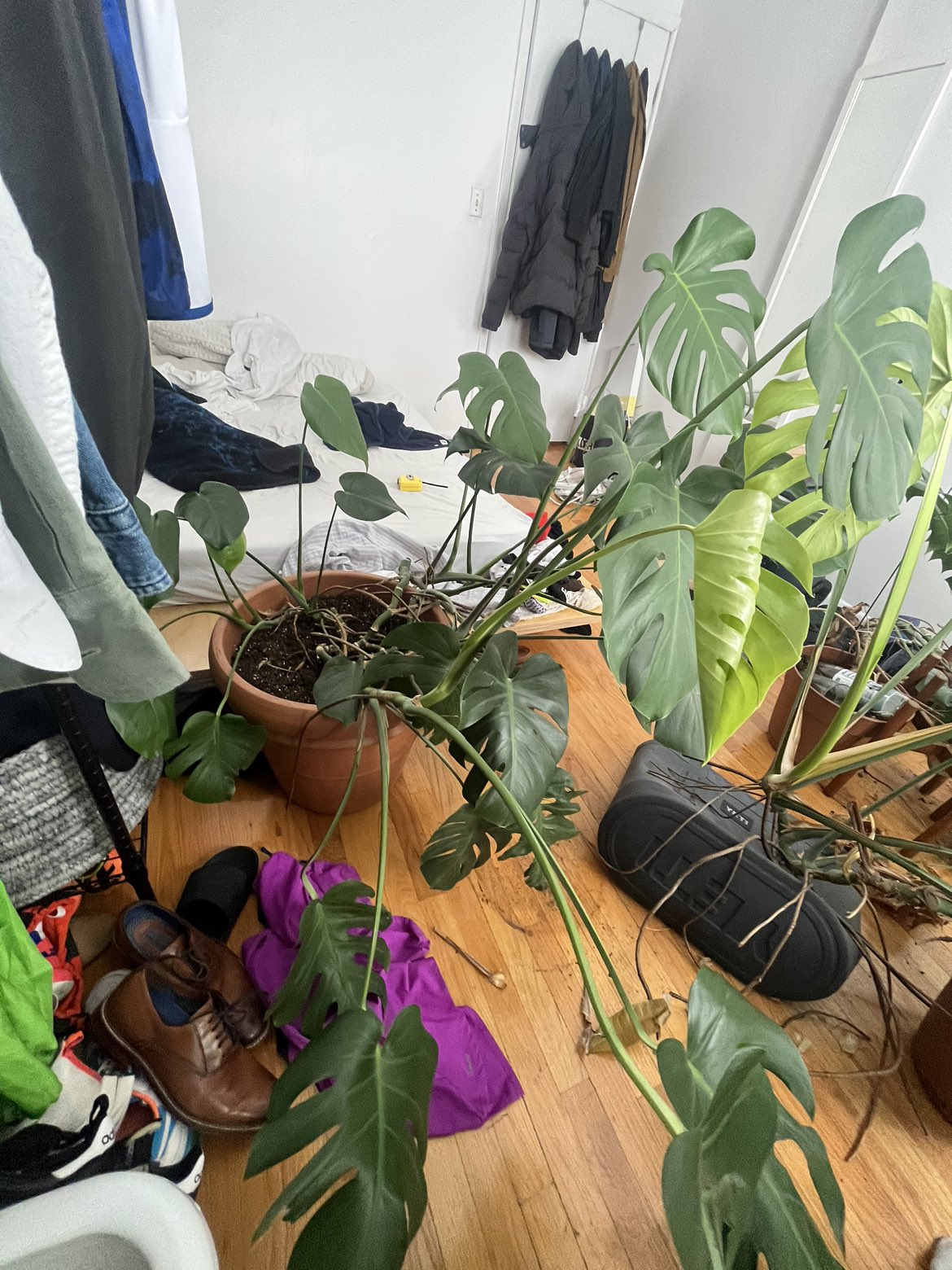 Huge Monstera - photo 3
