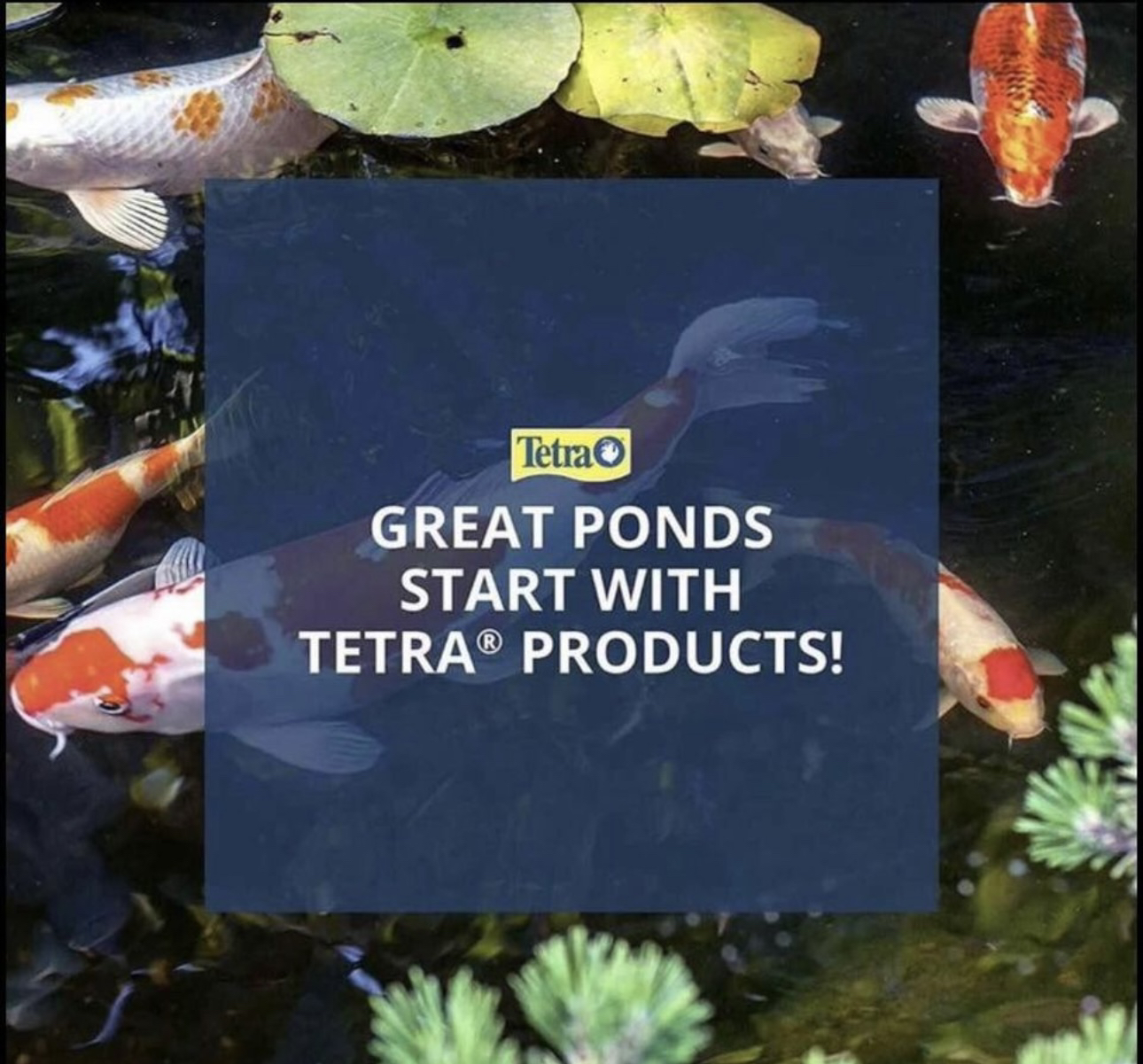 New Tetra pond image indicator(3)