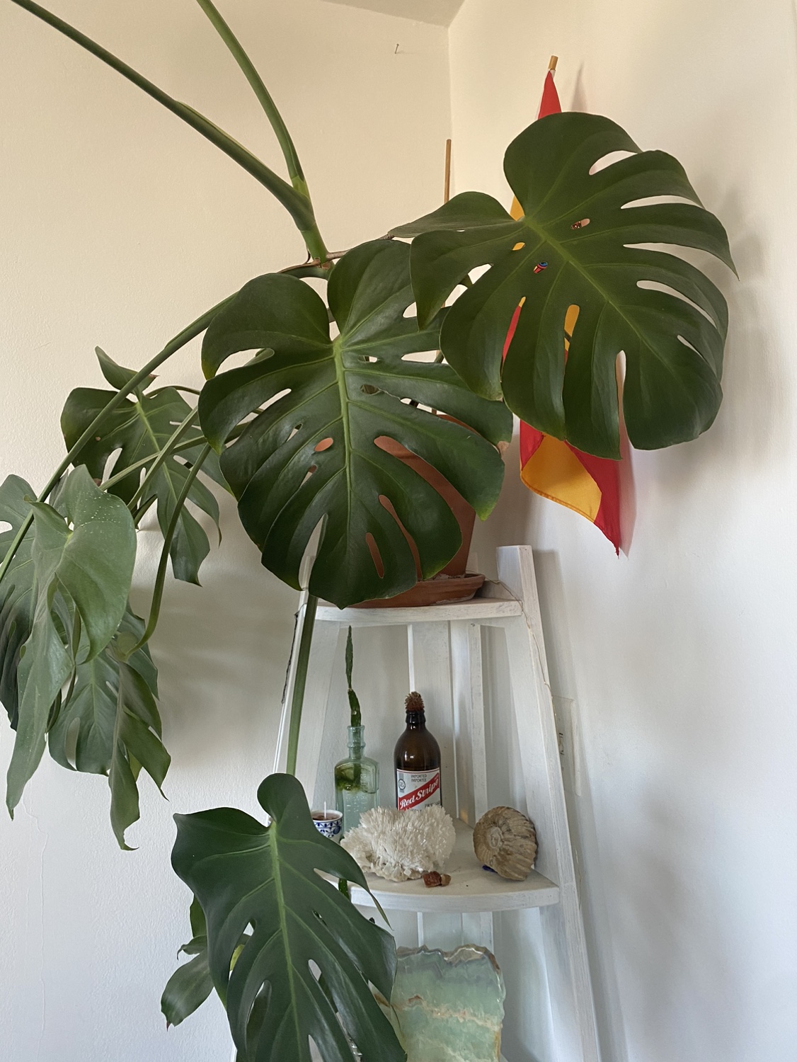 monstera plant large - photo 2