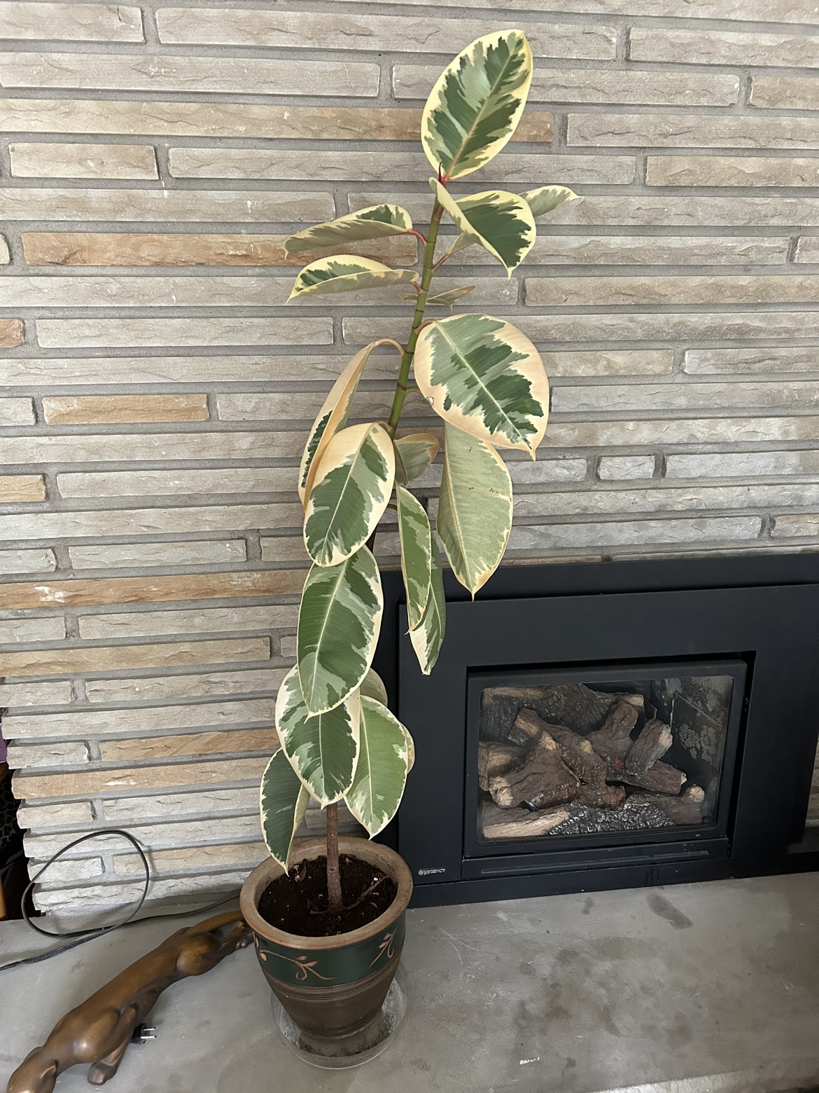 Variegated Rubber Plant thumbnail