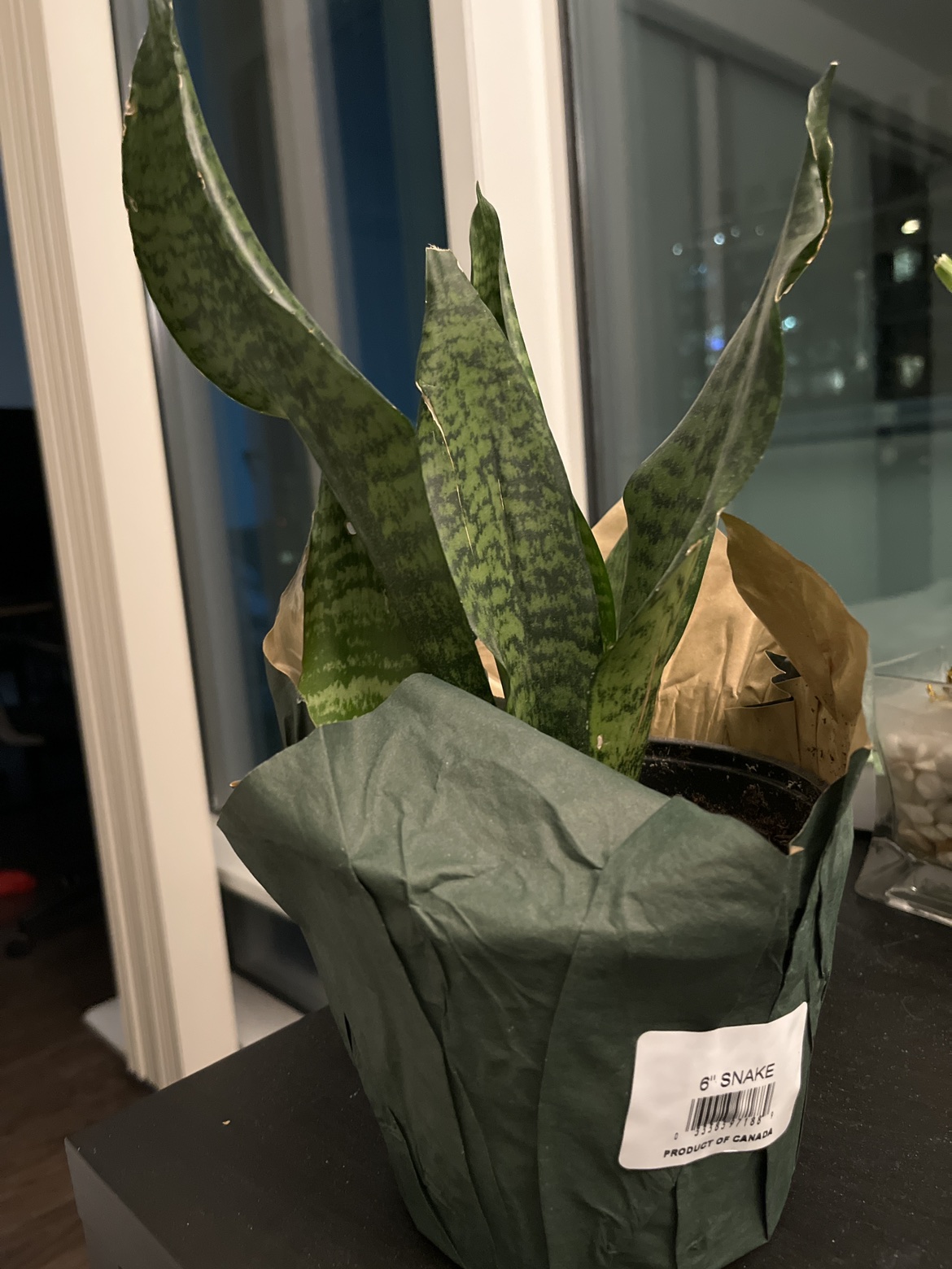 Snake plant #freecycle thumbnail