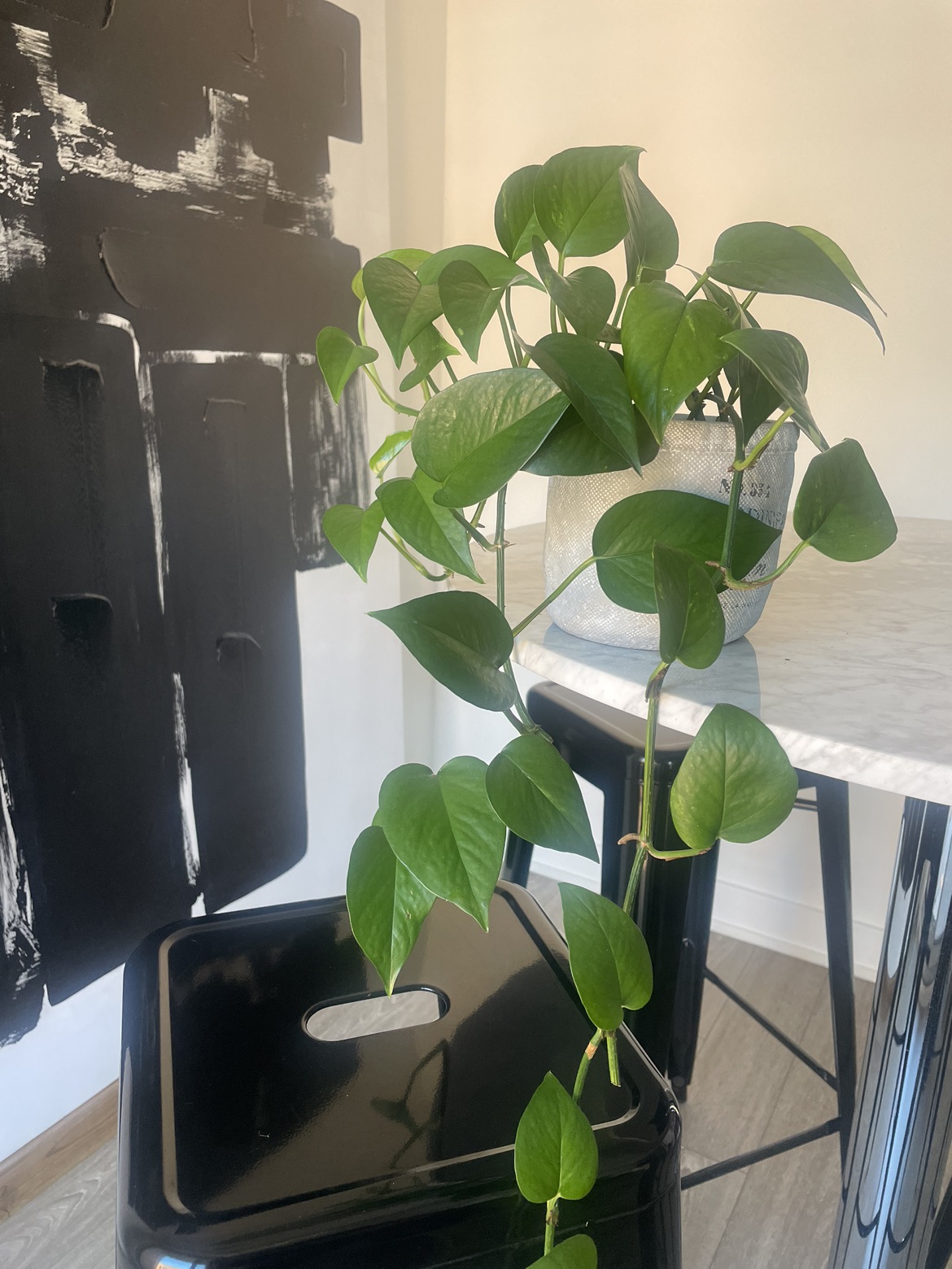Growing pothos plant in pot 🌱🪴 image indicator(5)