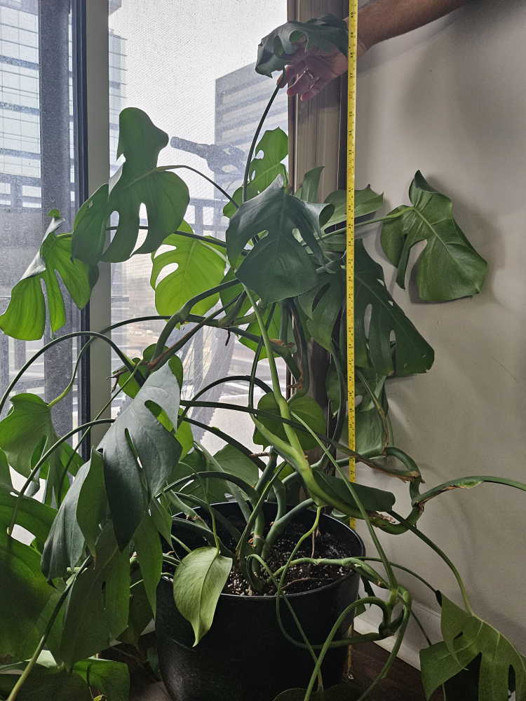 monstera deliciosa indoor large plant with pot - photo 2