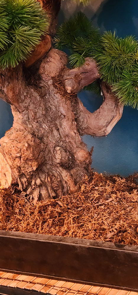 Bonsai tree - photo 3
