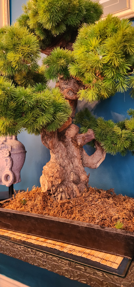 Bonsai tree - photo 4