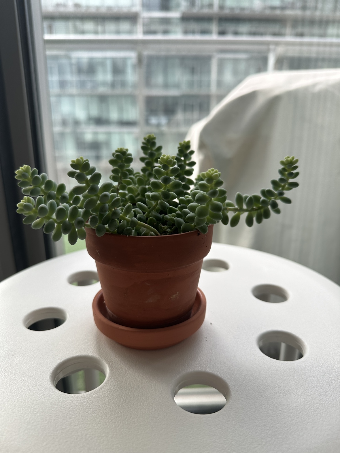 Sedum Burrito, aka Donkey Tail succulent image indicator(2)