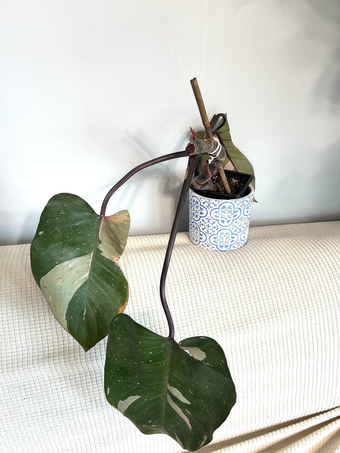 Large Pink Princess Philodendron #freecyle thumbnail