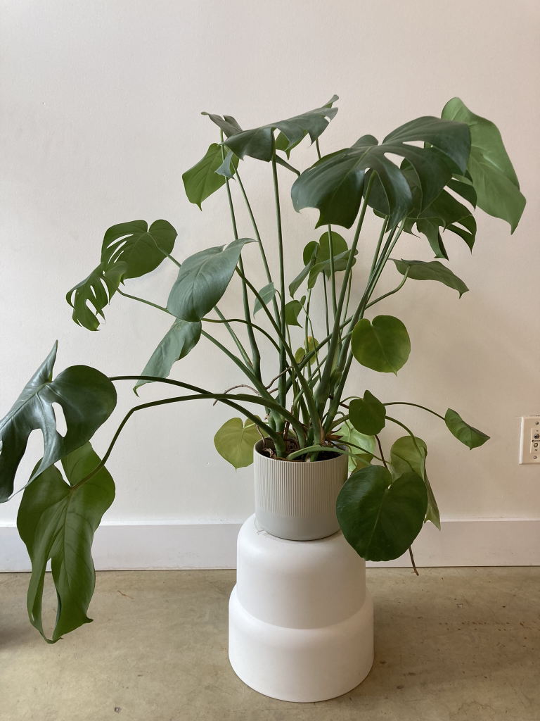 Monstera plant and spare pot