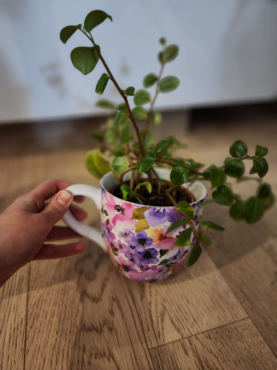 Peperomia plant image indicator(2)