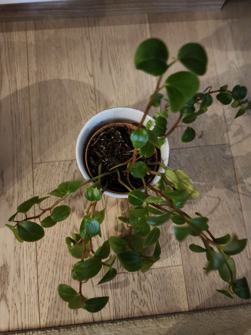 Peperomia plant image indicator(4)