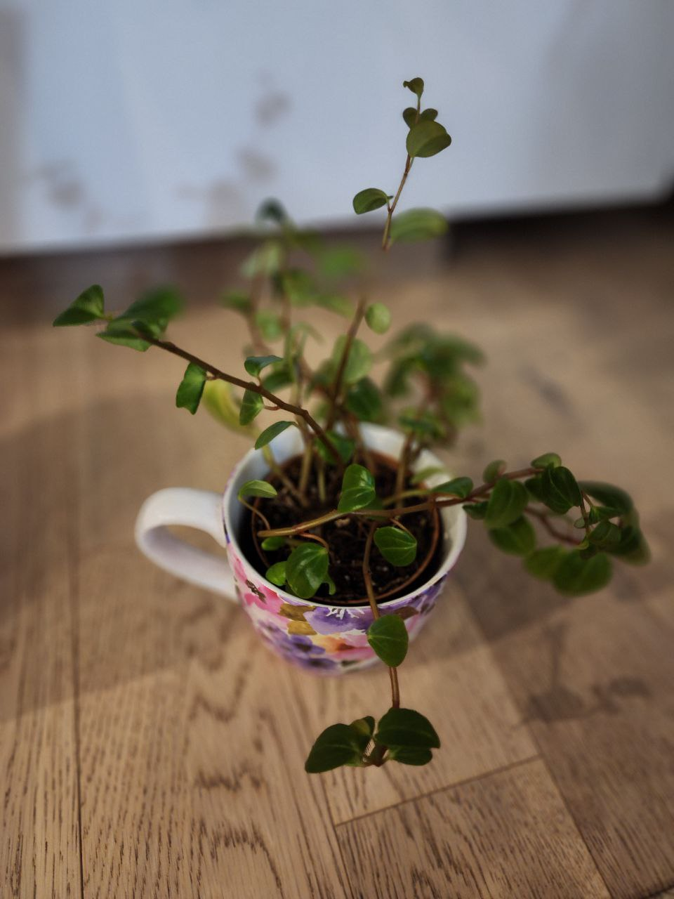 Peperomia plant image indicator(5)