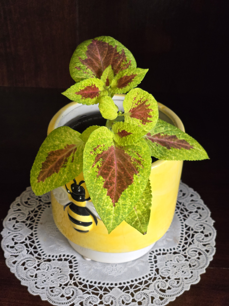 Coleus plant image indicator(2)