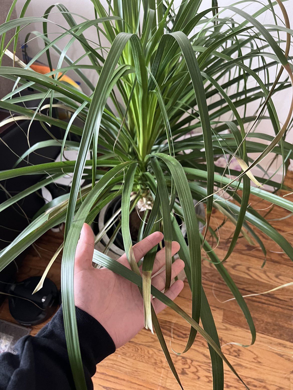 Palm tree plant #freecycle - photo 2