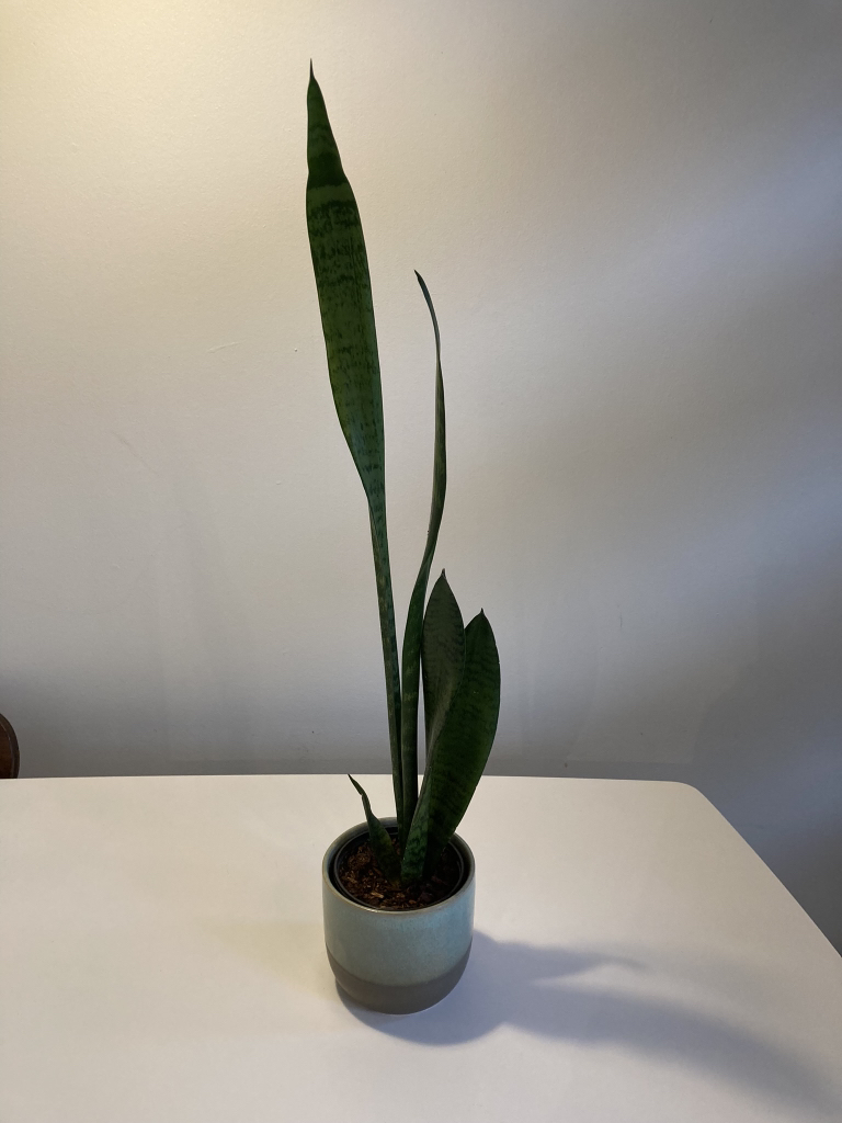 Sansevieria (Snake plant) in small ceramic pot - photo 3