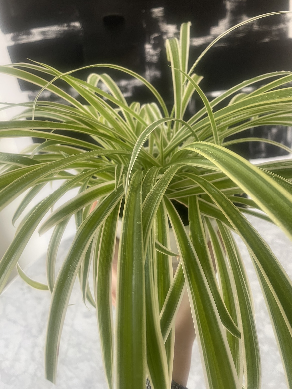 Beautiful spider plant in pot 🌱🪴 image indicator(5)