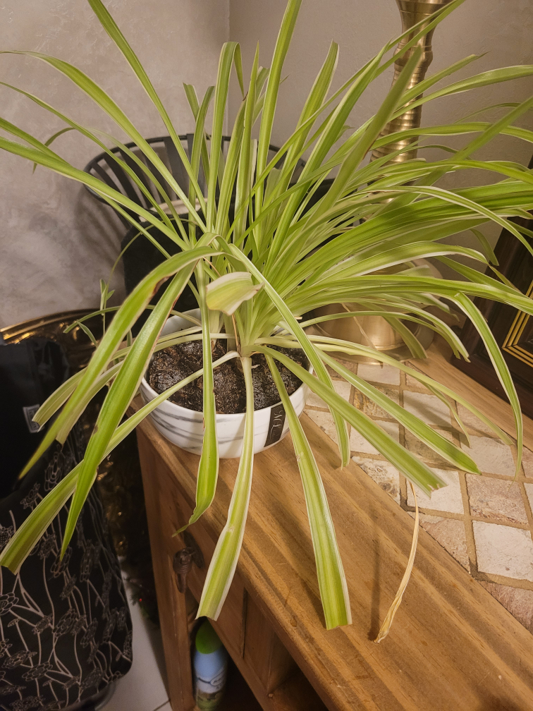 Spider Plant with pot.