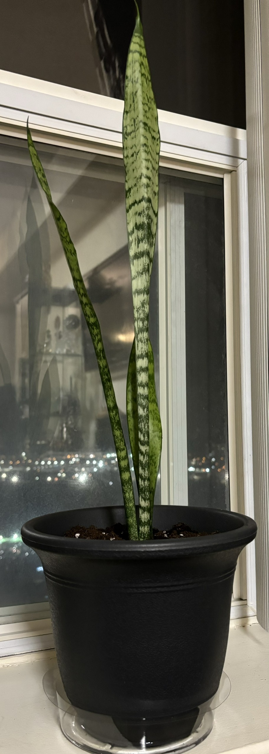 Snake plant