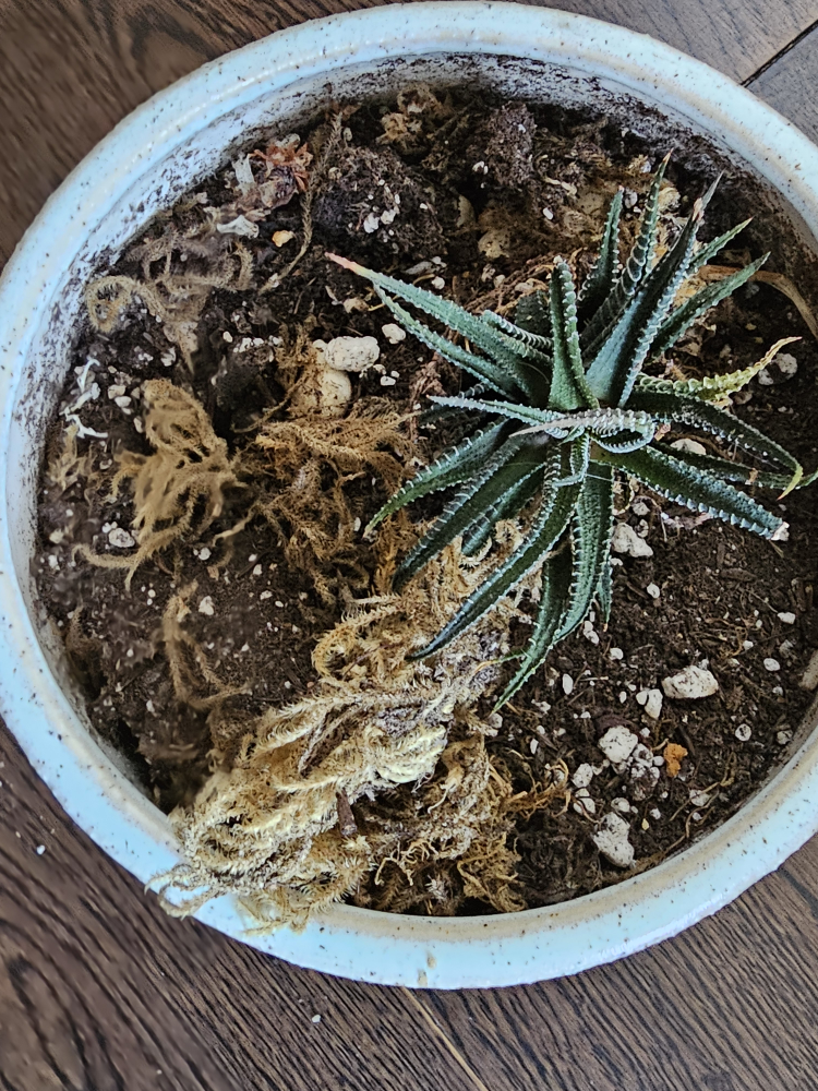 Small Garden Bowl 🥕 image indicator(2)