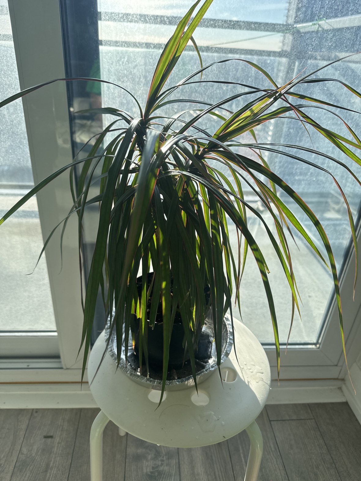 Plant thumbnail