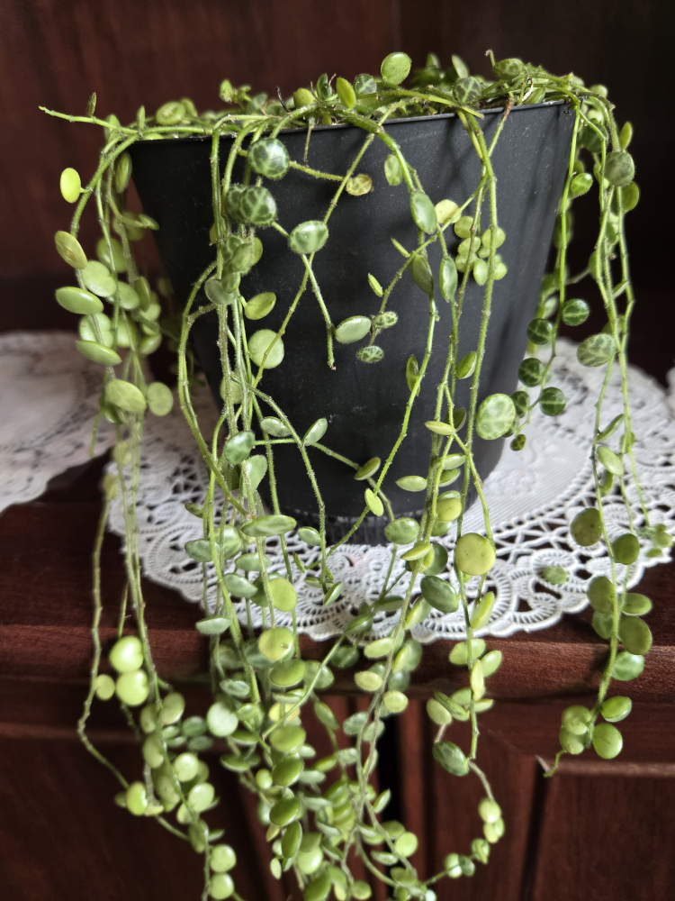 Strings of turtles plant image indicator(2)