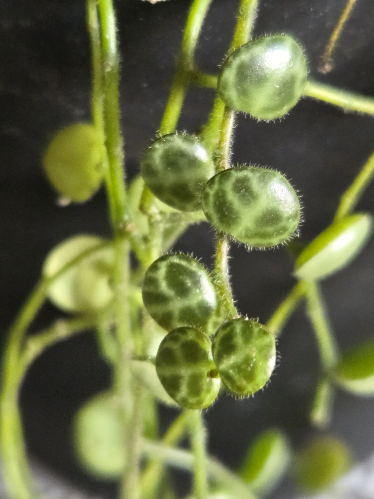 Strings of turtles plant image indicator(3)