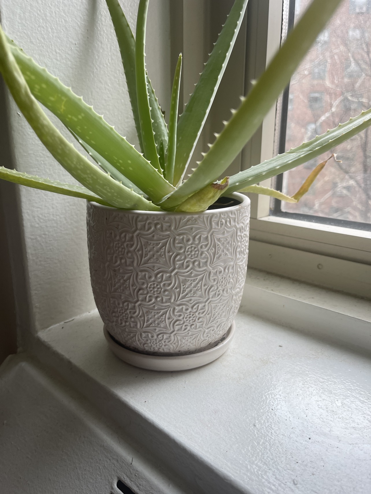 Potted Aloe Plant - photo 2