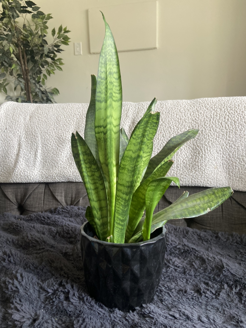 Snake Plants - multiple sizes thumbnail