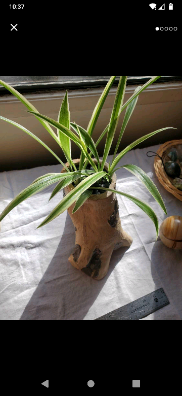 Spider plant in unique zen pot 🥕 thumbnail